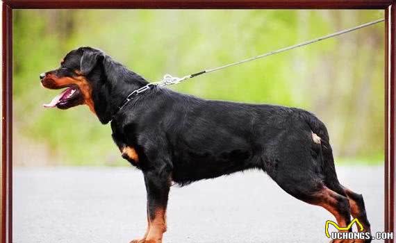 清点宠圈十大护卫犬