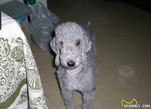 贝灵顿梗为什么没人养贝灵顿梗犬吃什么