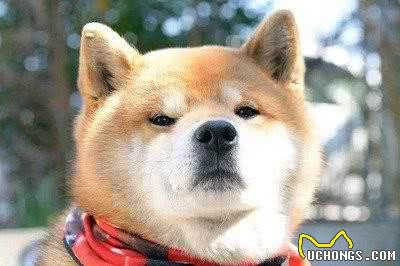 养狗狗的大禁忌！这几条千万别犯
