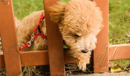 泰迪犬毛发退色不必愁，这5种食物有助于美毛
