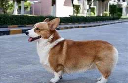 柯基犬为什么要断尾？
