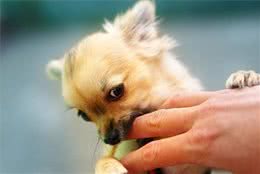 狗狗爱咬人咋办？给你支六个小妙招