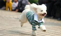 贵宾犬鲜有人知的6件事，你知道吗？