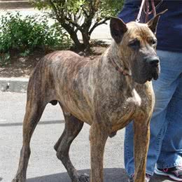 曾经波斯商人的护卫犬，现在成为德国獒，被奉为“太阳之子”