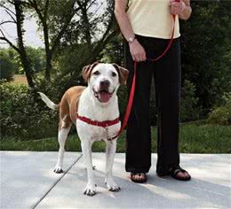 人遛狗还是狗遛人？遛狗的正确“姿态”你把握了吗？！