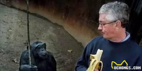 狗狗总歪头看我,它是不是能听懂我的话?