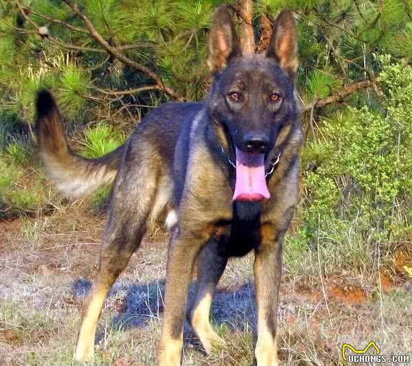 世界上常见的军犬，您见过吗？