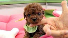 茶杯泰迪犬的特点，买不买都能够了解下