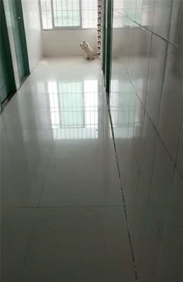 狗狗接连几天出现接网友回家，最后被领养：一定是特别的缘分