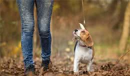 狗狗出门不听指挥，四周乱跑？你能够试试教会狗狗脚侧随行