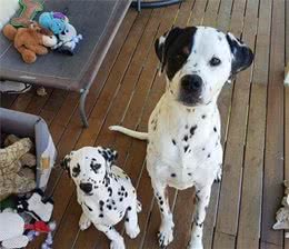 不要再迷恋纯种犬了！串串这几个优点，纯种犬根本比不上！