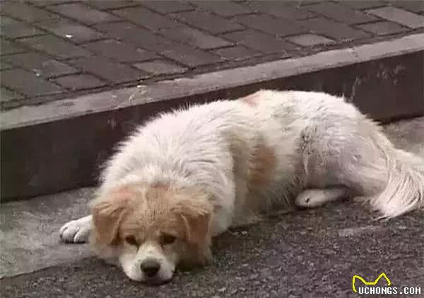 狗狗:虽然不能陪同你一生,但会一生陪同你!