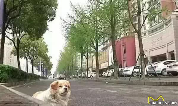 狗狗:虽然不能陪同你一生,但会一生陪同你!