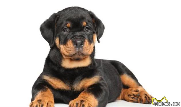 罗威纳犬十二节养护，给你详细介绍，很多你可能第一次知道