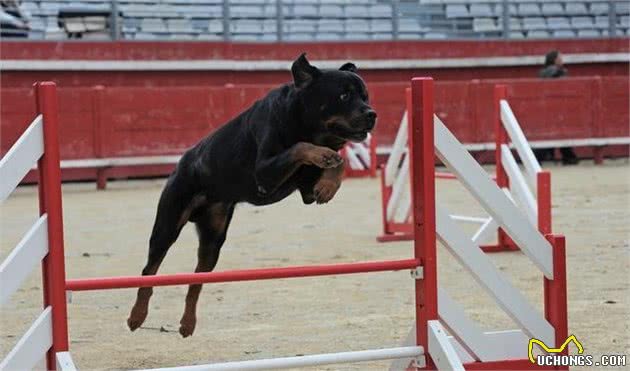 罗威纳犬十二节养护，给你详细介绍，很多你可能第一次知道
