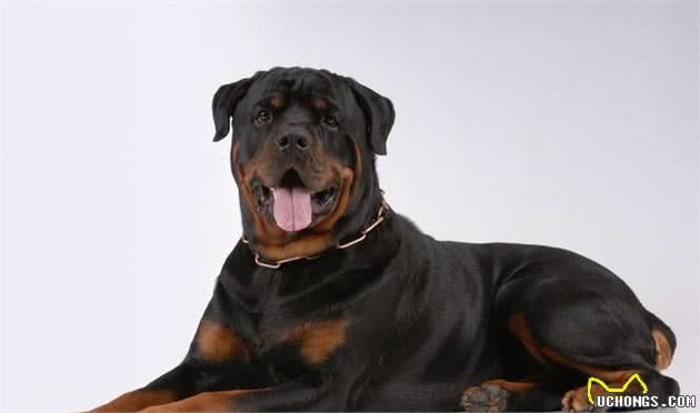 罗威纳犬十二节养护，给你详细介绍，很多你可能第一次知道