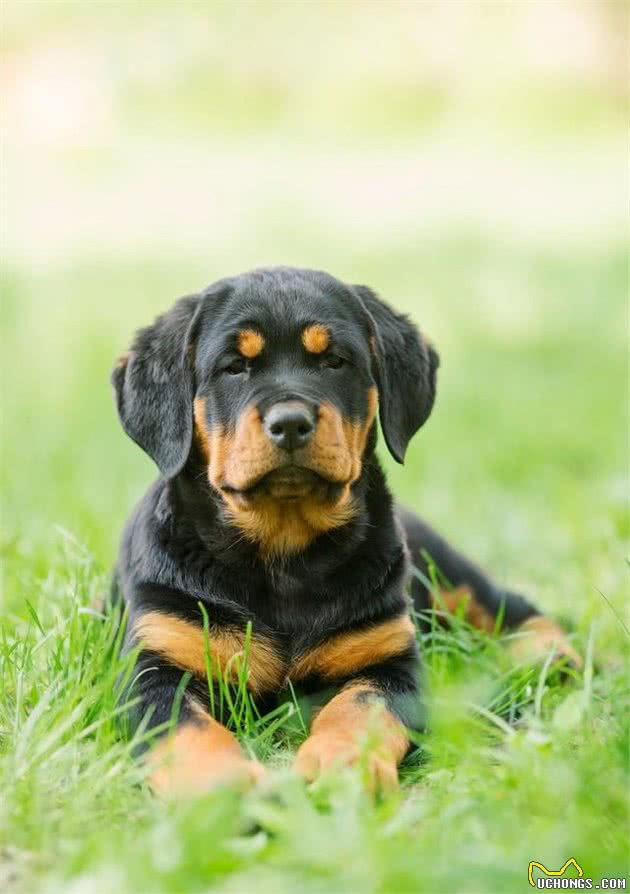 罗威纳犬十二节养护，给你详细介绍，很多你可能第一次知道