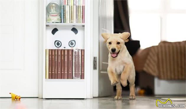 了解犬中暑症状，关键时刻救狗一命