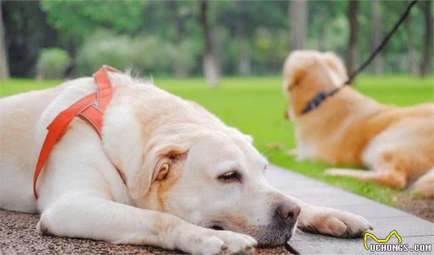了解犬中暑症状，关键时刻救狗一命