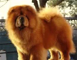 祖先原都是产自中国西藏的猛犬，不过现在它成宠物犬了
