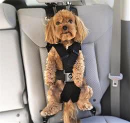 要是犬晕车怎么办？让狗狗学会坐车，狗主人自己都能够训练