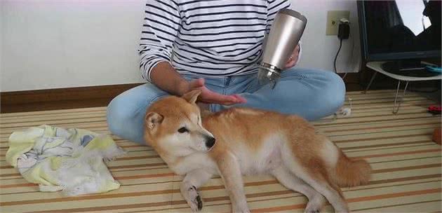 狗狗洗澡不能太频繁，但患上皮肤病的除外，选沐浴露还有讲究