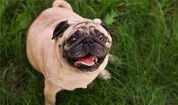 犬粮营养中的“脂肪”，究竟担当什么角色？
