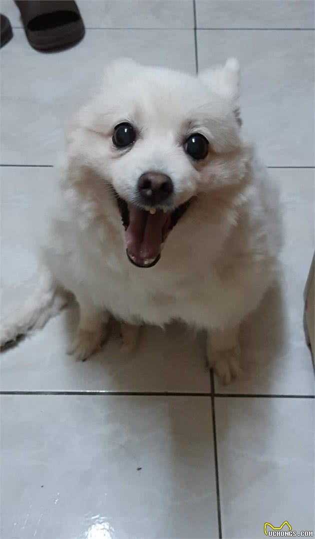 被收养的银狐犬清晨狂吠唤醒主人，她睁眼后吓坏：感谢你们救了我