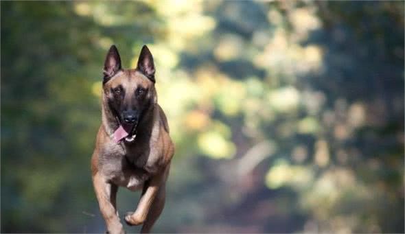 世界4大狼犬你知道是哪4种吗？第3种捷克狼犬简直和狼一模一样