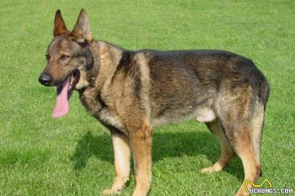 世界4大狼犬你知道是哪4种吗？第3种捷克狼犬简直和狼一模一样