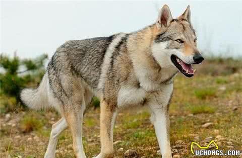 世界4大狼犬你知道是哪4种吗？第3种捷克狼犬简直和狼一模一样