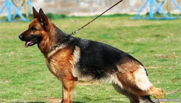 世界4大狼犬你知道是哪4种吗？第3种捷克狼犬简直和狼一模一样