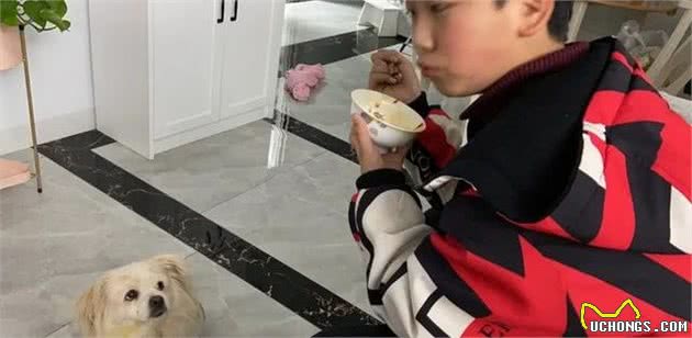 小白狗子宫脓术后第三天晚上终于进食，有好转迹象高兴