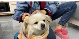 小白狗子宫脓术后第三天晚上终于进食，有好转迹象高兴