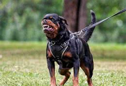 原来这几种才是最好护卫犬，你知道吗？