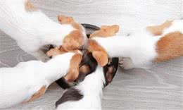 狗狗的消化不良、胃扭转，吃完饭后还打嗝，极多是进食太快引起