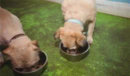 为什么家里的犬毛发干枯还容易打结?