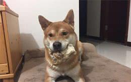 狗狗磨牙产品怎么选？自己动手制作更完美！