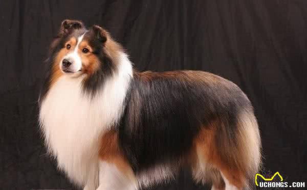 智商排列前五的犬的品种，你知道吗？贵宾犬居然只能排第二？