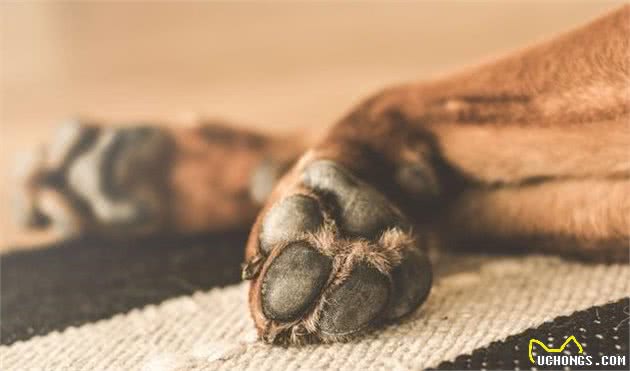 老年犬都会得关节炎？仔细察看狗狗，关节炎会让它出现这7个症状