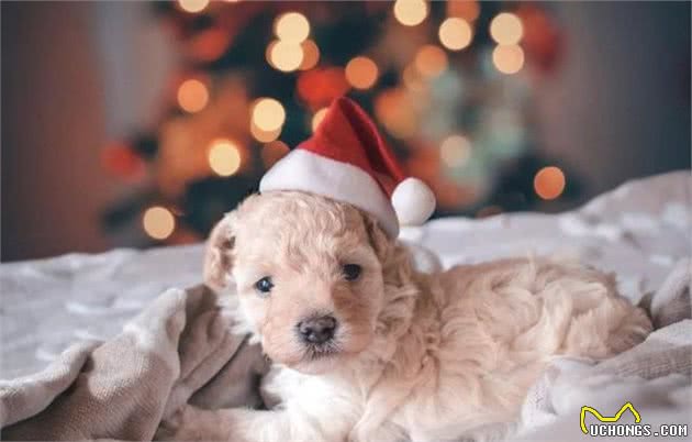 爱犬乱拉怎么办?4种方法教你训练狗狗定点排便