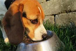 爱犬乱拉怎么办？4种方法教你训练狗狗定点排便
