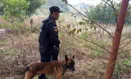 如何训练狗狗根据气味，对目标进行轨迹追踪？看训犬师是怎么做的