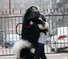 养“大型犬”需具备的5大条件，你都具备了吗？