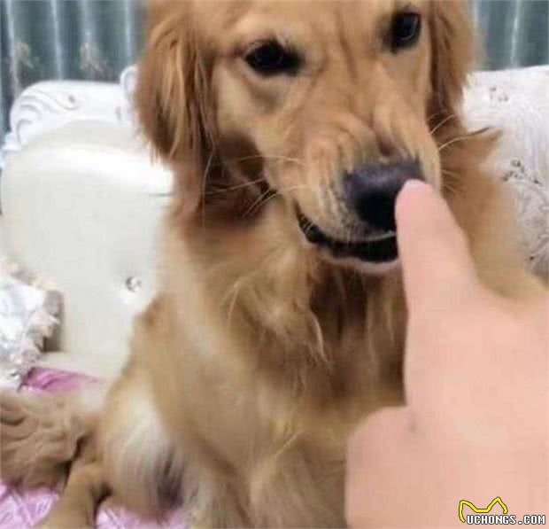 你家狗狗妒忌之后是什么样子的？这5种反应中了吗