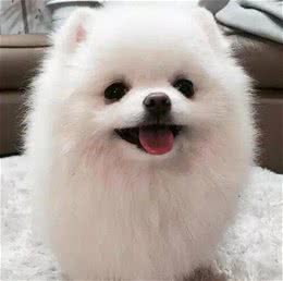 博美，狗狗界的颜值担当，简直萌到犯规！