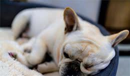 同样是狗，为什么法斗犬这么多人喜欢？宠主：其实就5点