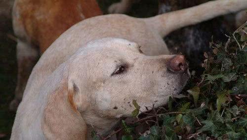猎狐犬怎么训练训练后喂食不可操之过急