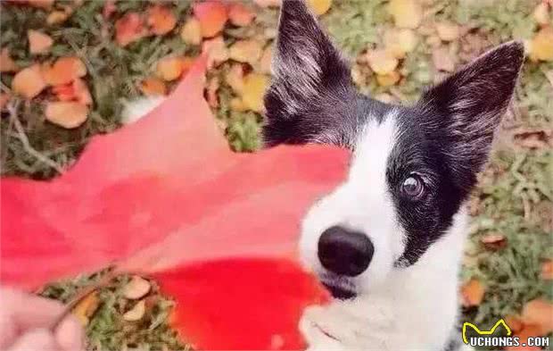 养边境牧羊犬必须承受的6件事，你扛得住吗？