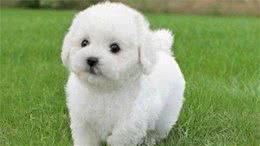 科学养狗≠吃犬粮，2种适合懒人的营养狗饭，比犬粮经济健康得多